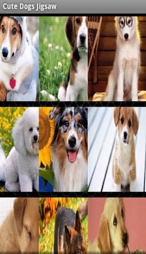 Cute Dogs Jigsaw Puzzles截图1