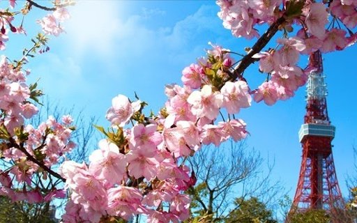 春季：樱花截图7