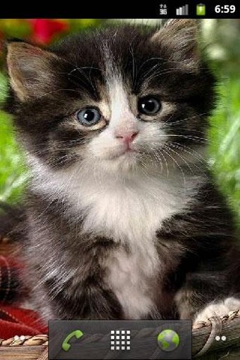 Cute Kitty wallpaper截图5