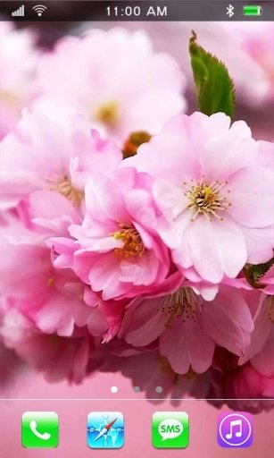 Sakura Dreams live wallpaper截图4