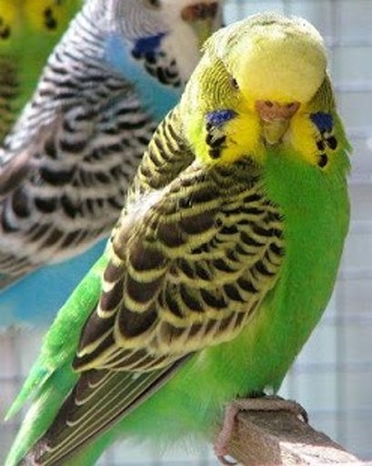 The Talking Budgie Parrot截图4