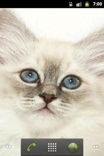 Cute Kitty wallpaper截图1