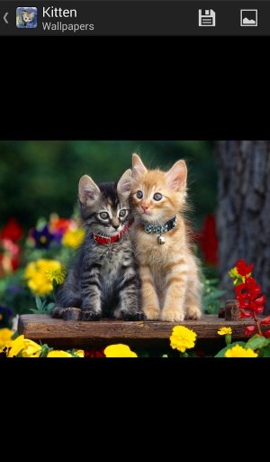 Wallpapers of Kittens截图1