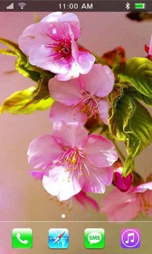 Sakura Dreams live wallpaper截图5