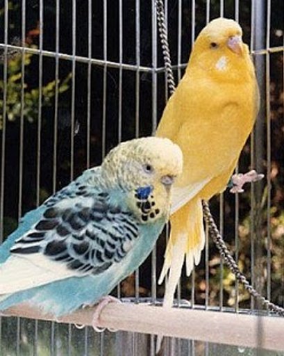 The Talking Budgie Parrot截图3