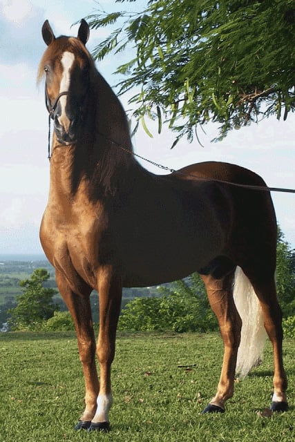 Horse Wallpaper截图10