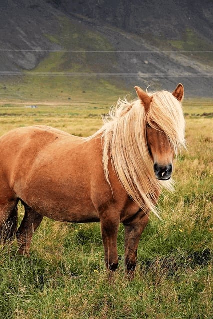 Horse Wallpaper截图7