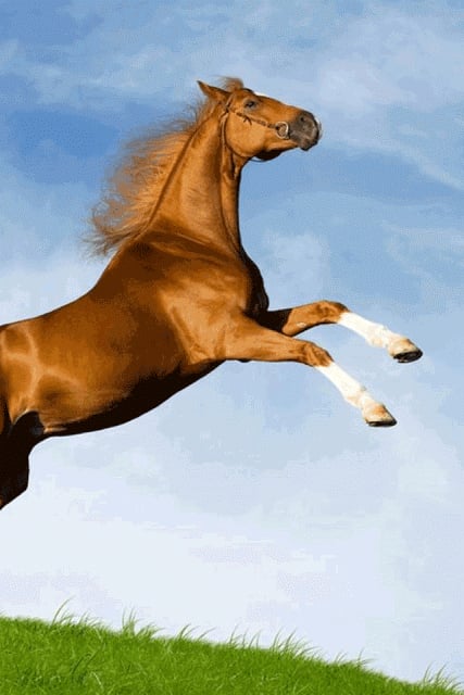 Horse Wallpaper截图9