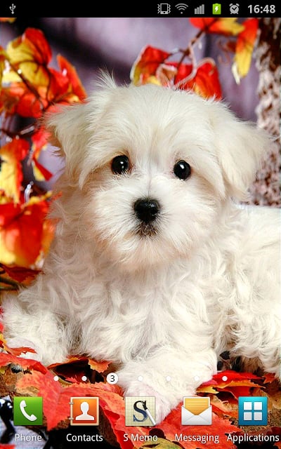 Cute Puppies Wallpapers截图5