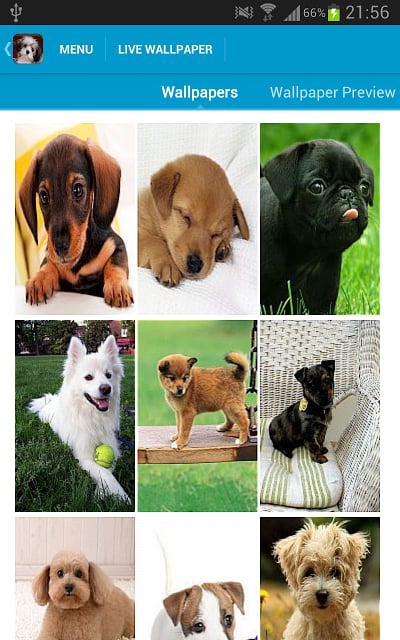 Cute Puppies Wallpapers截图6