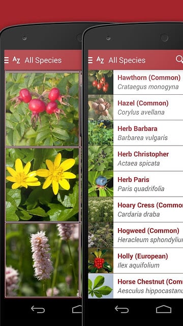 Wild Berries and Herbs FREE截图6