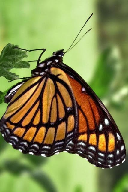 Butterfly Wallpaper截图10