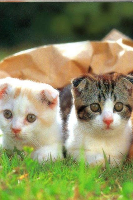 Cat Wallpaper截图3