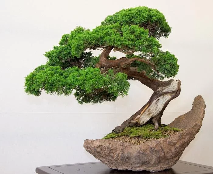 100 Bonsai Trees截图4