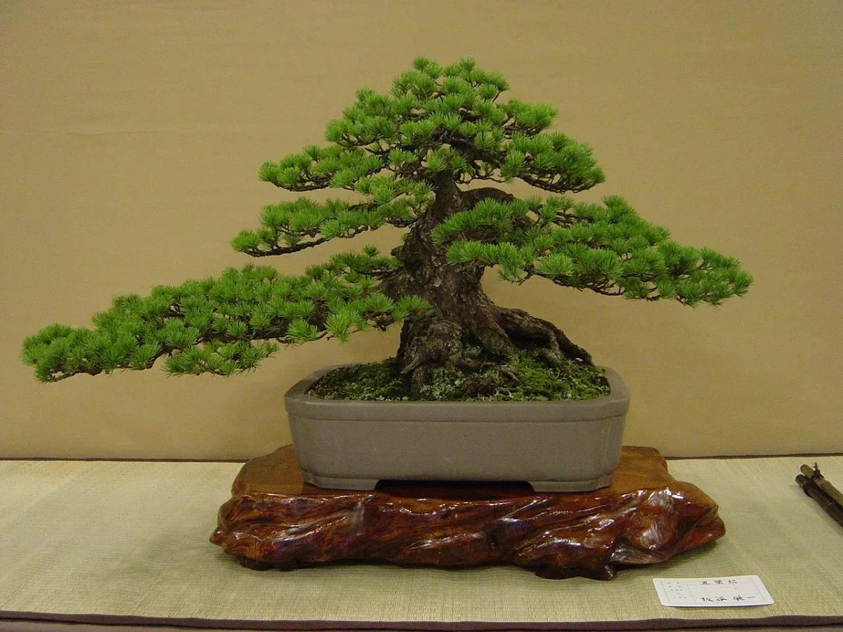 100 Bonsai Trees截图6