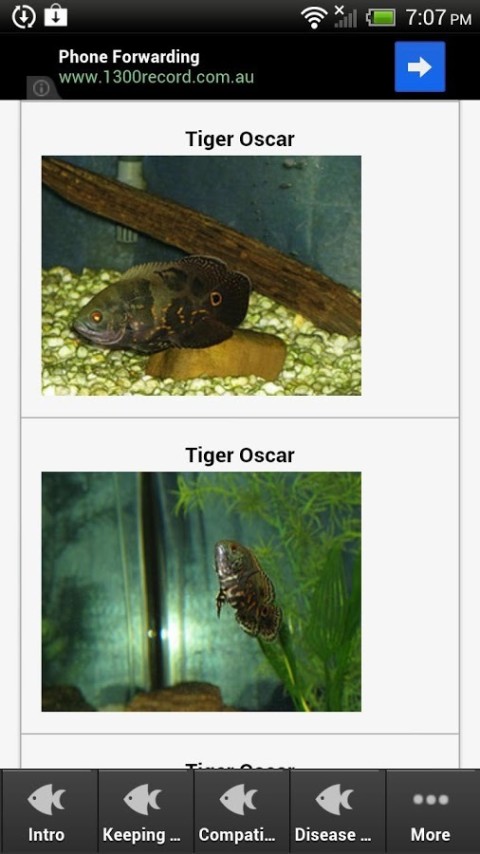 Tiger Oscars截图1