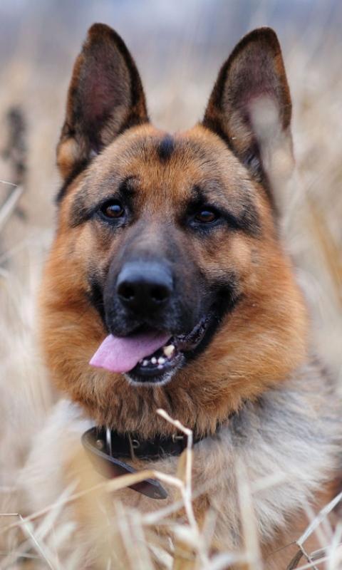 German shepherd LWP截图3