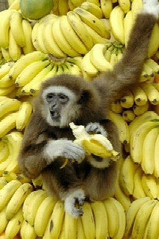 Banana Chimp截图1