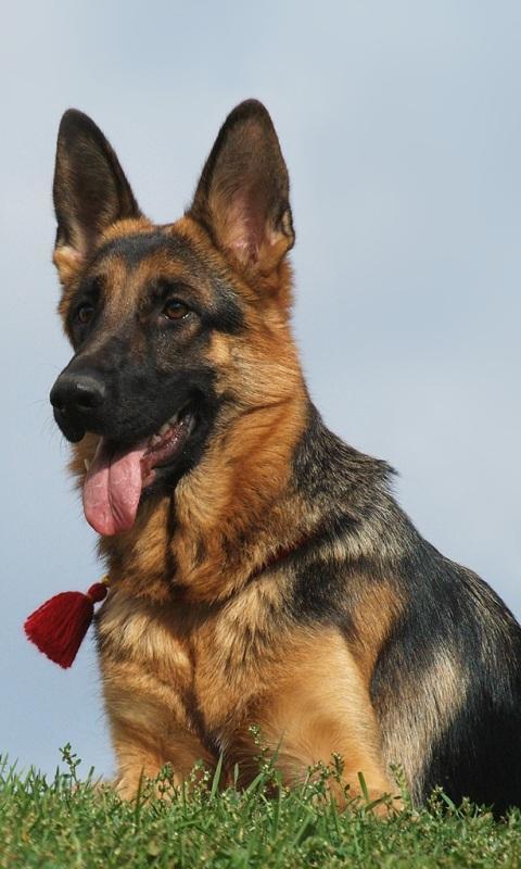 German shepherd LWP截图1