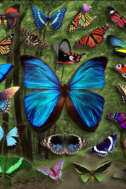 Butterfly Wallpaper截图3