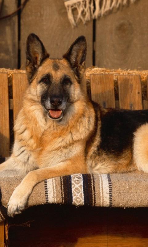 German shepherd LWP截图5