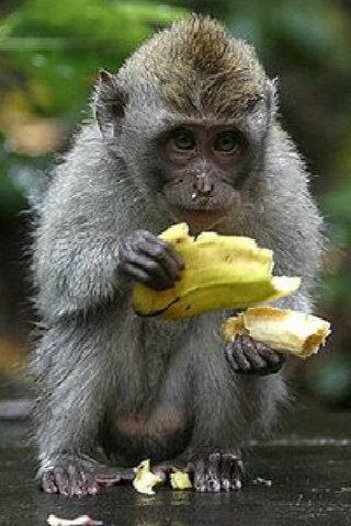 Banana Chimp截图3