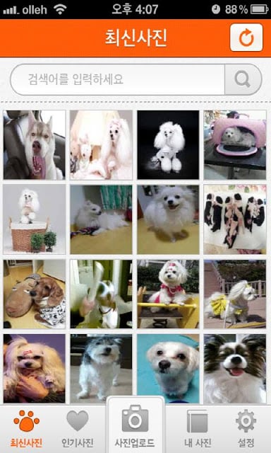 도그찰칵 (Dog Click)截图4