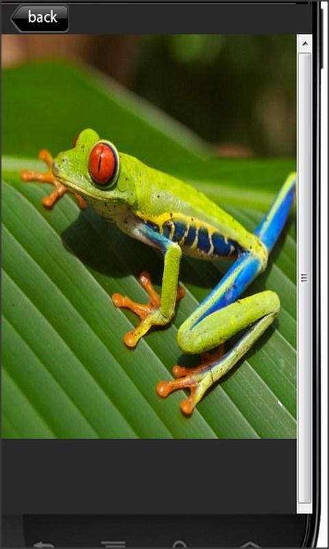 Froggie Fun截图3