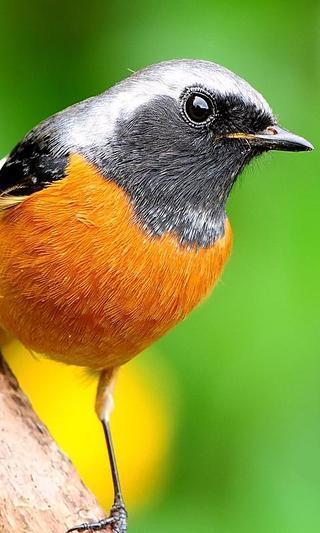 Birds Live Wallpaper截图3