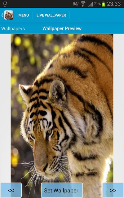 Amazing Tigers Wallpapers截图8