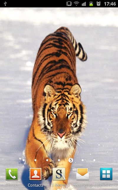 Amazing Tigers Wallpapers截图7