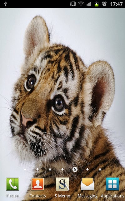 Amazing Tigers Wallpapers截图2