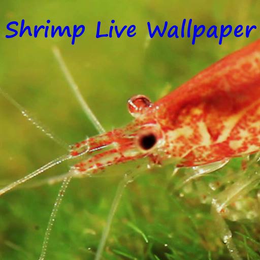 Shrimp Live Wallpaper截图2