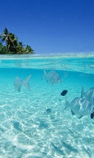 Under the Sea Live Wallpaper截图6