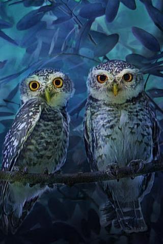 The Couple Owl截图2