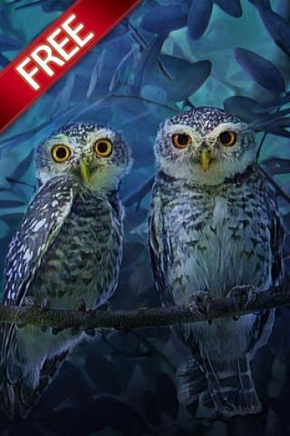 The Couple Owl截图1