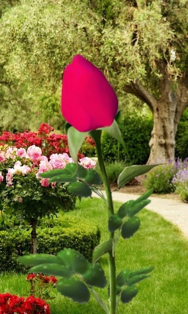 Rose Blooming Live Wallpaper截图1