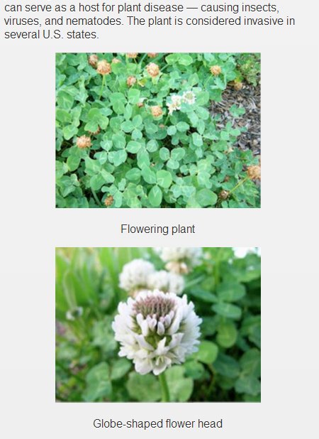 Common Weeds of Yard &amp; Garden截图7