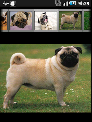 Cachorros Pug截图4