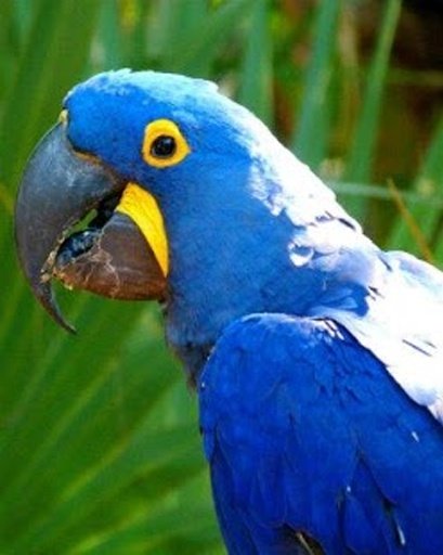 Talking Hyacinth Macaw Parrot截图10