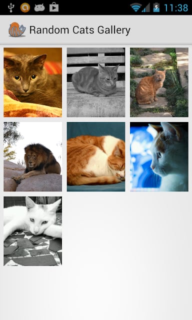 Random Cats截图2