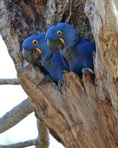 Talking Hyacinth Macaw Parrot截图8