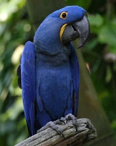 Talking Hyacinth Macaw Parrot截图9