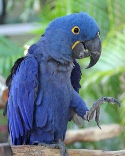 Talking Hyacinth Macaw Parrot截图5