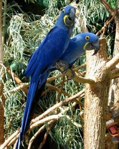 Talking Hyacinth Macaw Parrot截图4