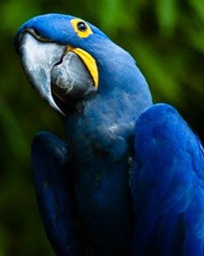 Talking Hyacinth Macaw Parrot截图11