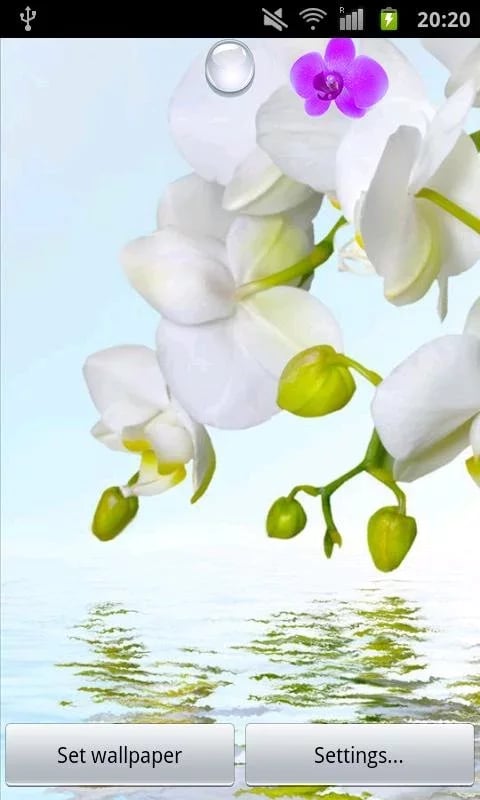 Orchid Bubbles Pro截图2