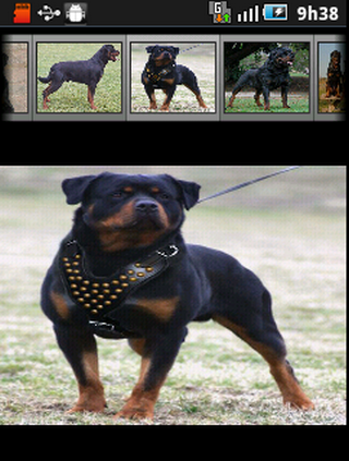 Cachorros Rottweiler截图4