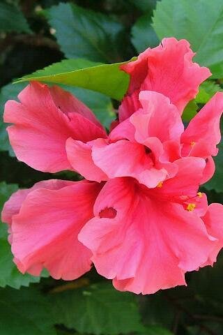 TROPICAL FLOWERS截图2