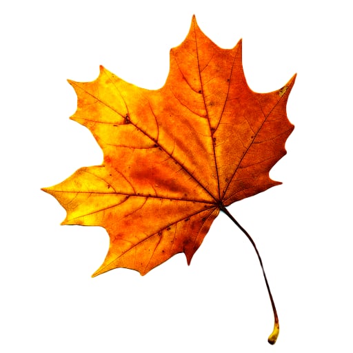 3D Autumn Live Wallpaper截图1